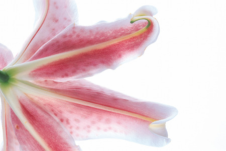 Beautiful Flowersの写真素材