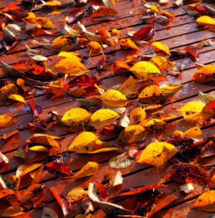 Maple Leafの写真素材