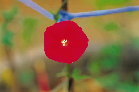 Flower imageの写真素材