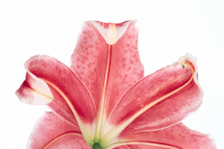 Beautiful Flowersの写真素材