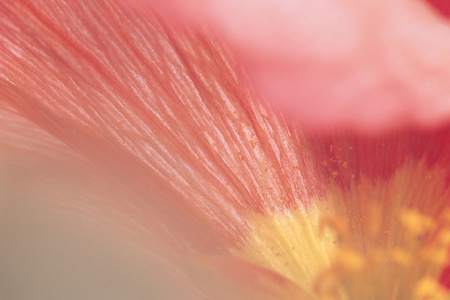 Beautiful Flowersの写真素材