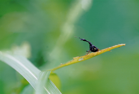 Insect Imagesの写真素材