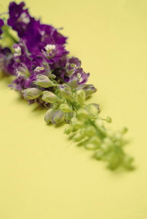 Flower imageの写真素材