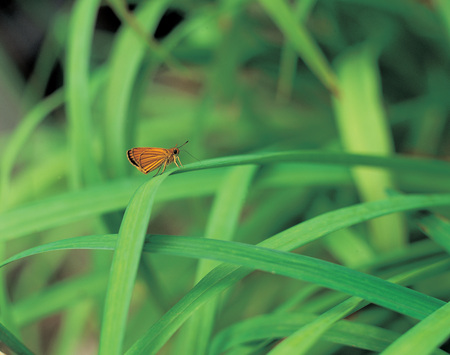 Animalの写真素材