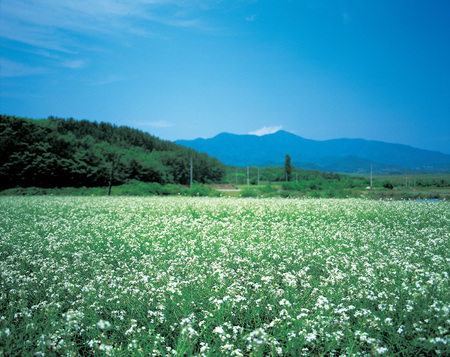 Scenicsの写真素材