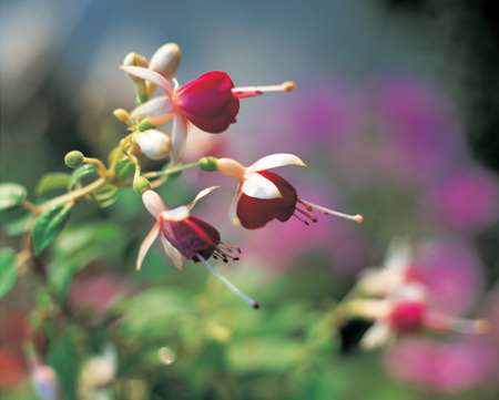 Plantの写真素材