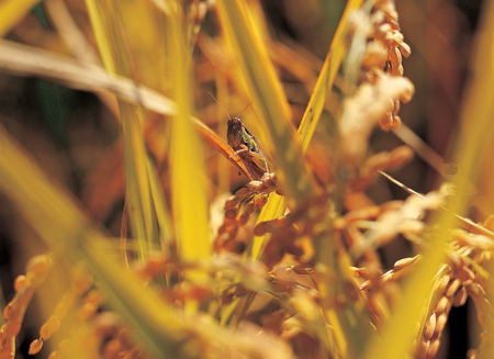Natureの写真素材