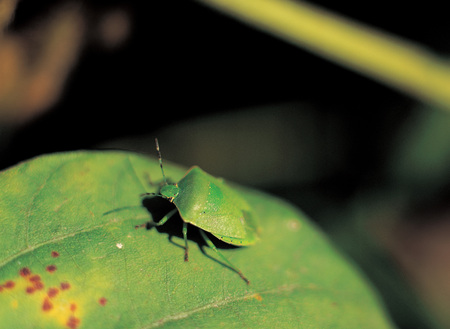 Natureの写真素材