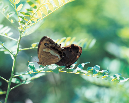 Natureの写真素材