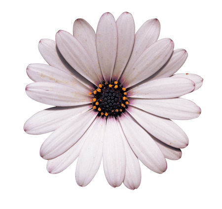 Plantの写真素材