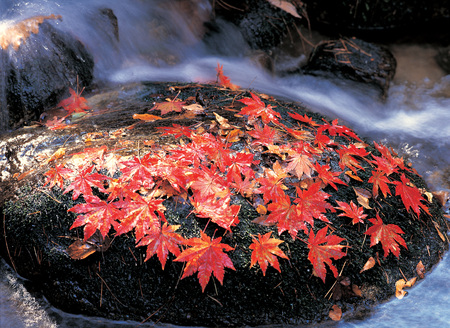 Scenicsの写真素材