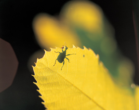 Natureの写真素材