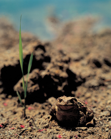 Animalの写真素材