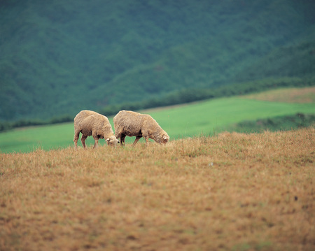 Animalの写真素材