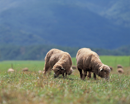 Animalの写真素材