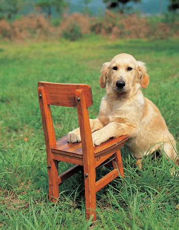 Animalの写真素材