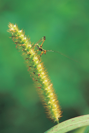 Nature