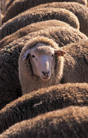 Animalの写真素材