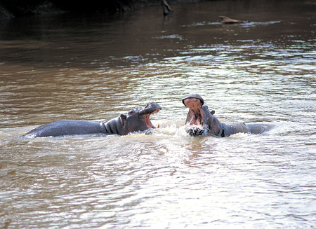 Animalの写真素材