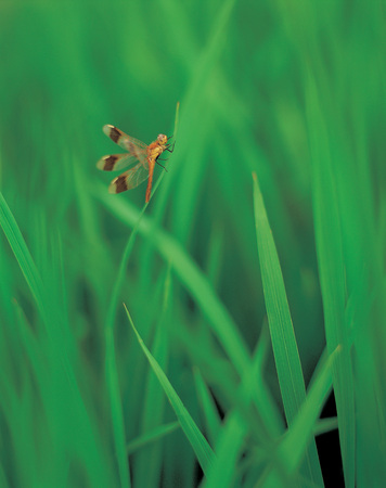 Natureの写真素材