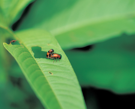 Natureの写真素材