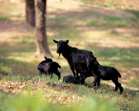 Animalの写真素材