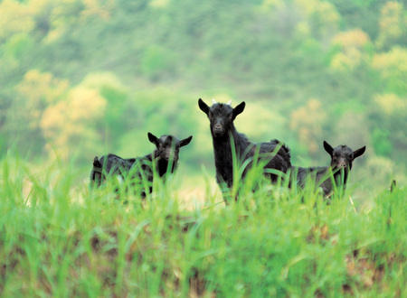 Animalの写真素材