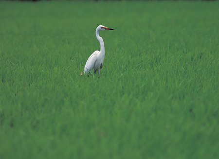 Animalの写真素材