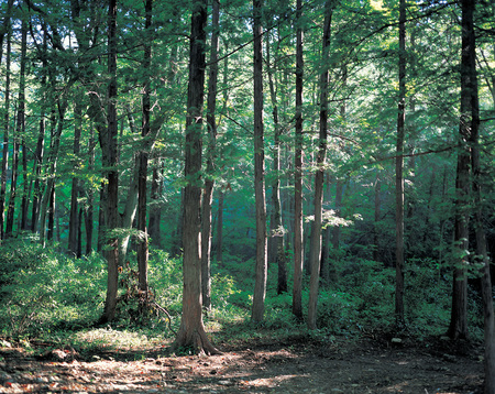 Scenics