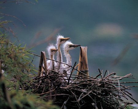 Animalの写真素材