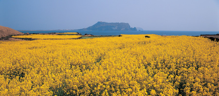 Scenicsの写真素材