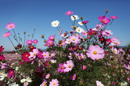 Plantの写真素材