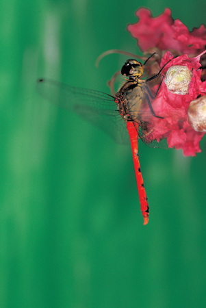 Natureの写真素材