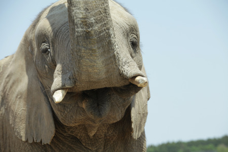 Animalの写真素材