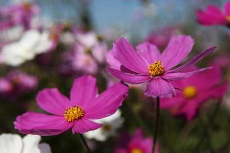 Plantの写真素材