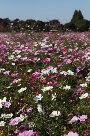 Plantの写真素材