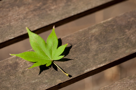 Plantの写真素材