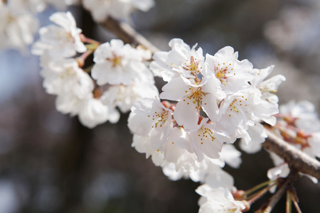 Plantの写真素材