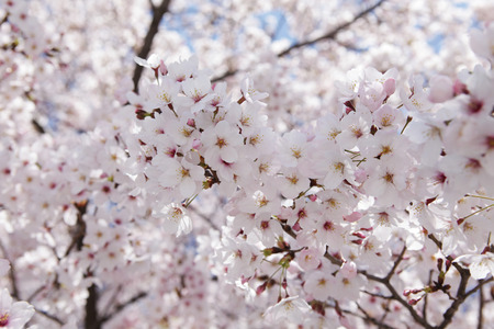 Plantの写真素材