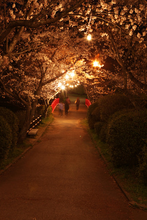 Scenicsの写真素材