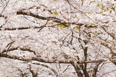 Plantの写真素材