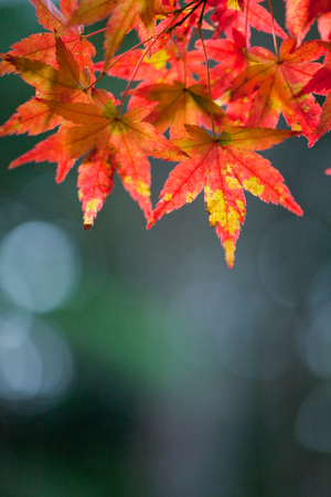 Plantの写真素材