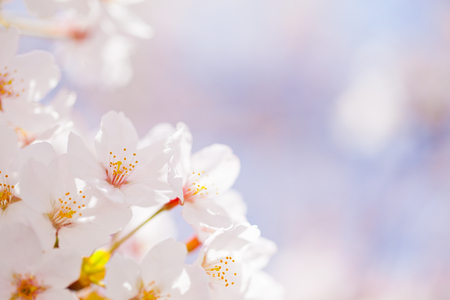 Plantの写真素材