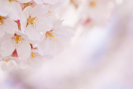 Plantの写真素材