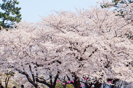 Scenicsの写真素材