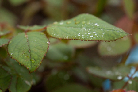Plantの写真素材
