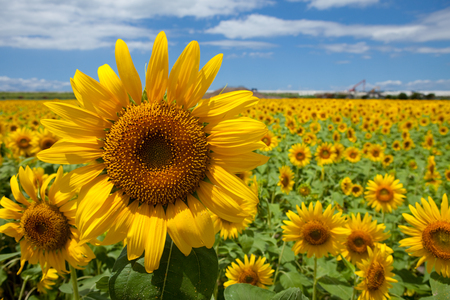 Plantの写真素材