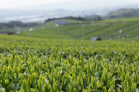 Plantの写真素材