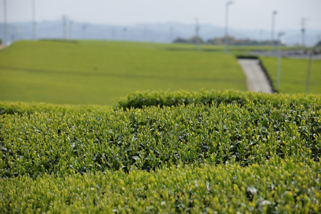 Plantの写真素材