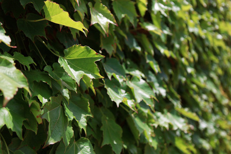 Plantの写真素材